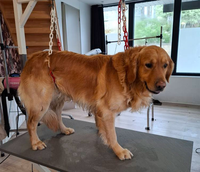 Toilettage grands chiens proche de Pédernec